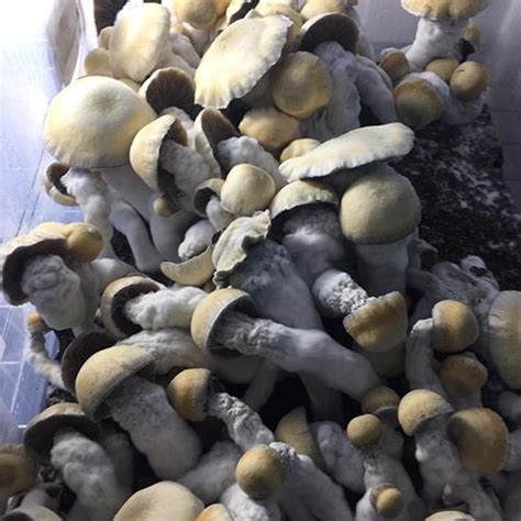 These are the results of cloning the last big boi I got of the same kind but I cant say definitively that played any part. . Melmac tp mushroom